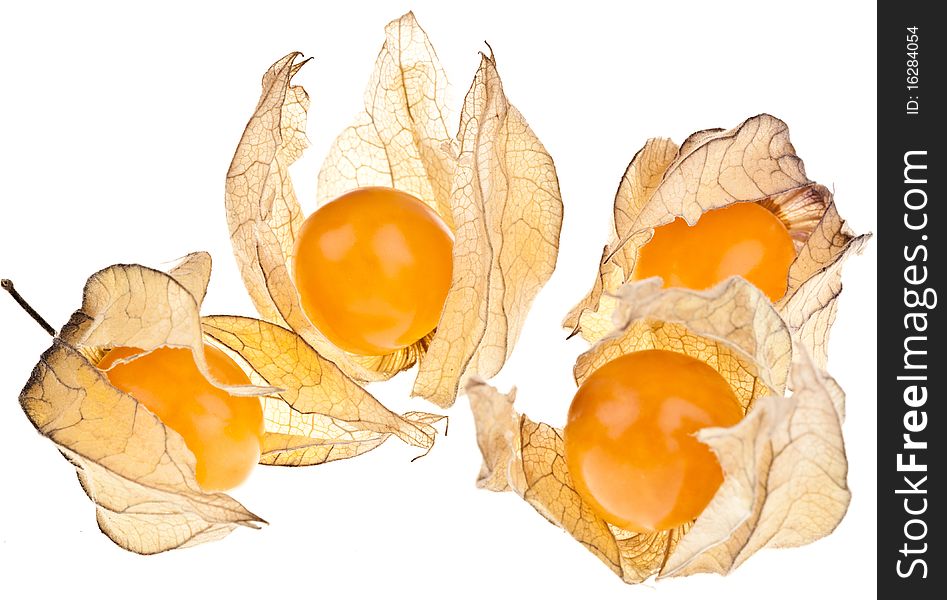 Physalis peruviana, completely isolated on white background