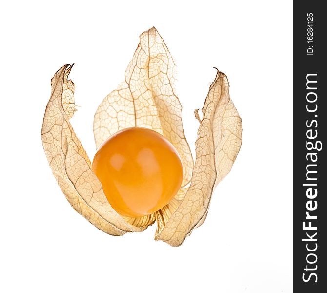 Physalis peruviana, completely isolated on white background
