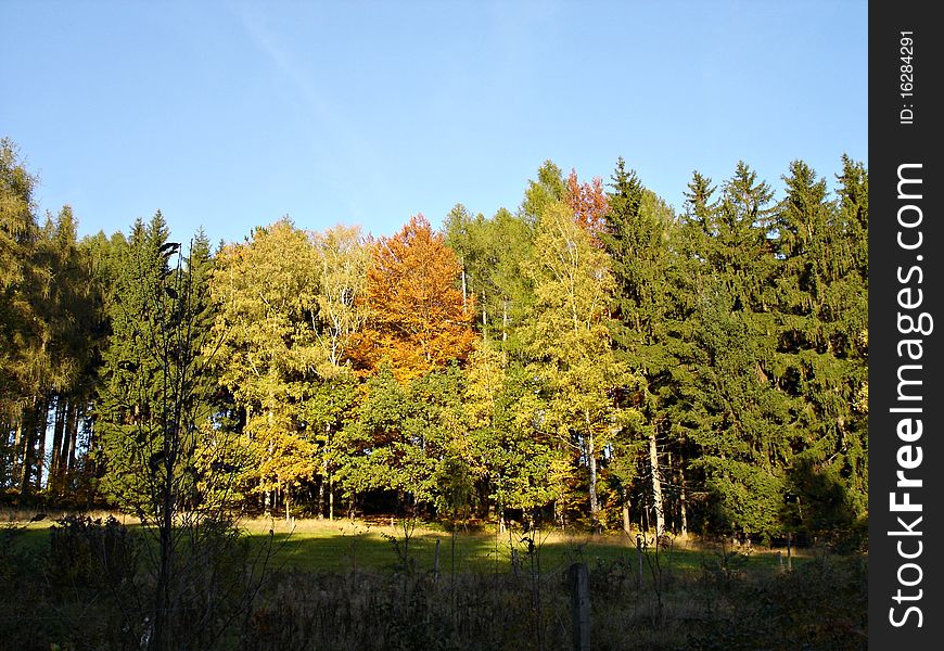 Coloured Forest-2