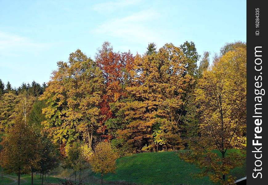 Deciduous Trees In Autumn