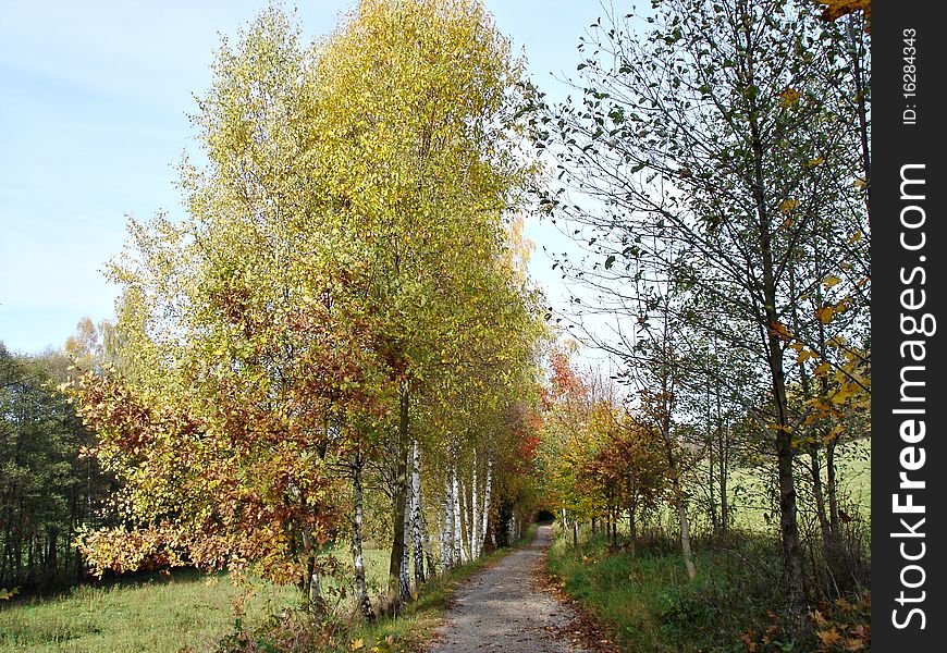 Birch Avenue  In The Autumn