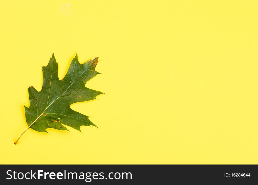 Leaves. Macro. Over yellow background