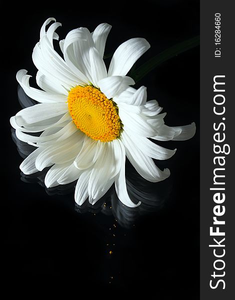 Single chamomile on black background with spots of pollen. Single chamomile on black background with spots of pollen