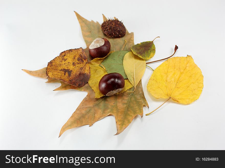 Autumn Leaves Chestnuts
