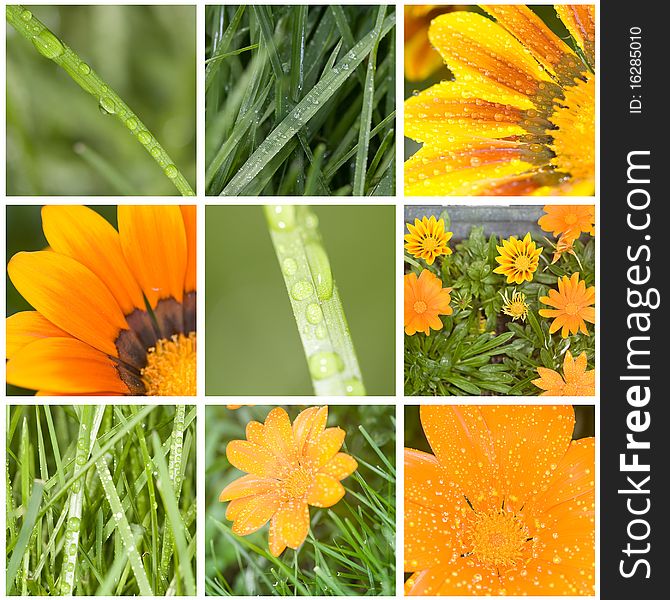 Flowers and water drops on the grass