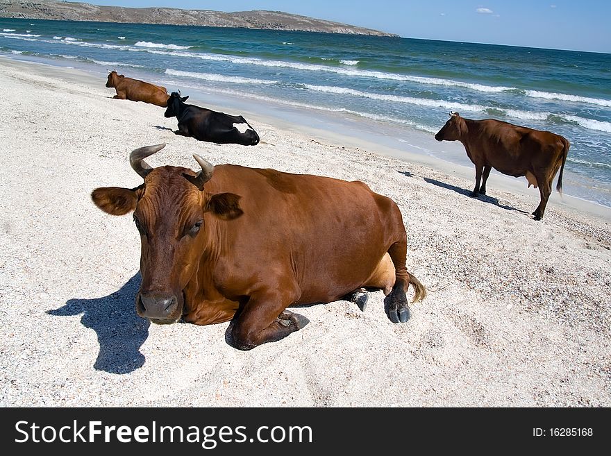 Group of cows resting at the seashore. Group of cows resting at the seashore