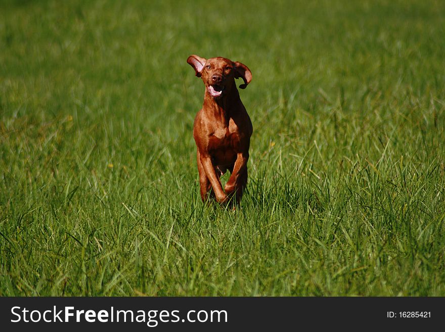 Magyar Vizsla dogs at work