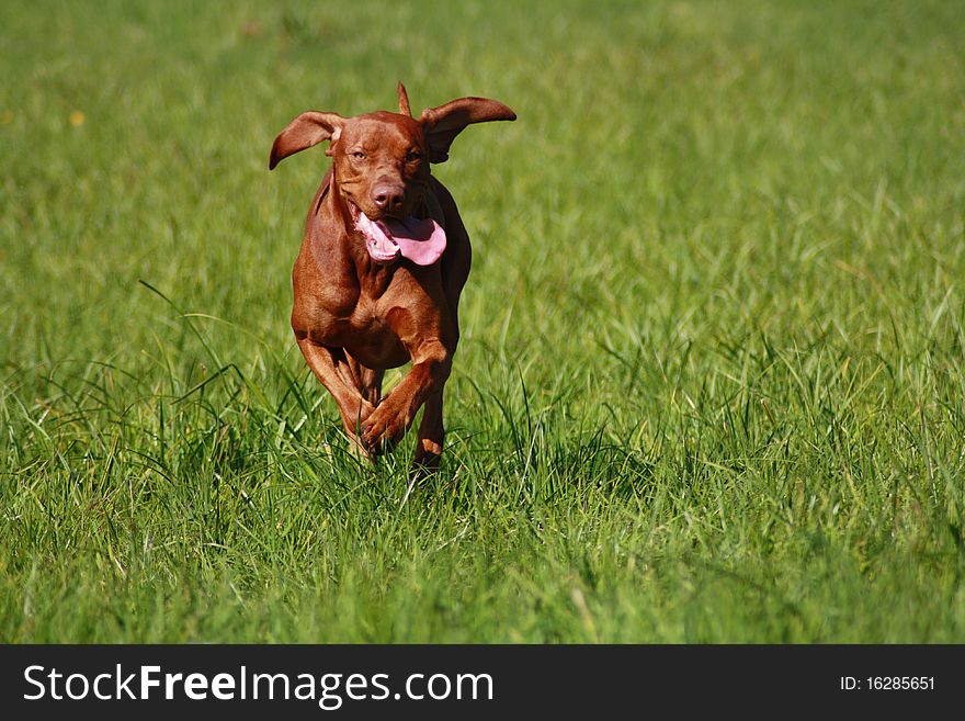 Magyar Vizsla dogs at work