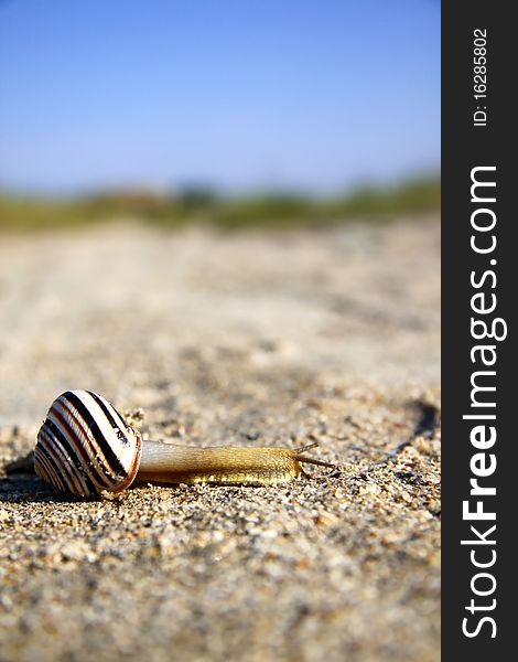 A striped snail slowly crossing a sand road. A striped snail slowly crossing a sand road