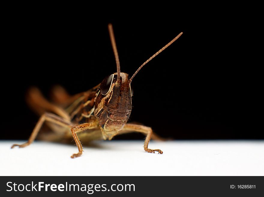 Studio shot of a brown grasshopper, black background. Studio shot of a brown grasshopper, black background