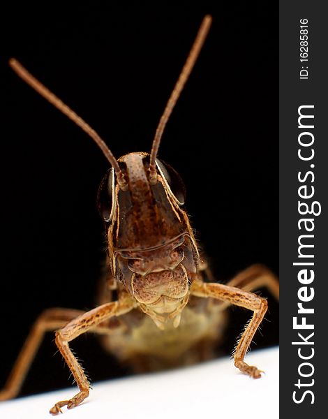 Studio shot of a brown grasshopper, black background. Studio shot of a brown grasshopper, black background