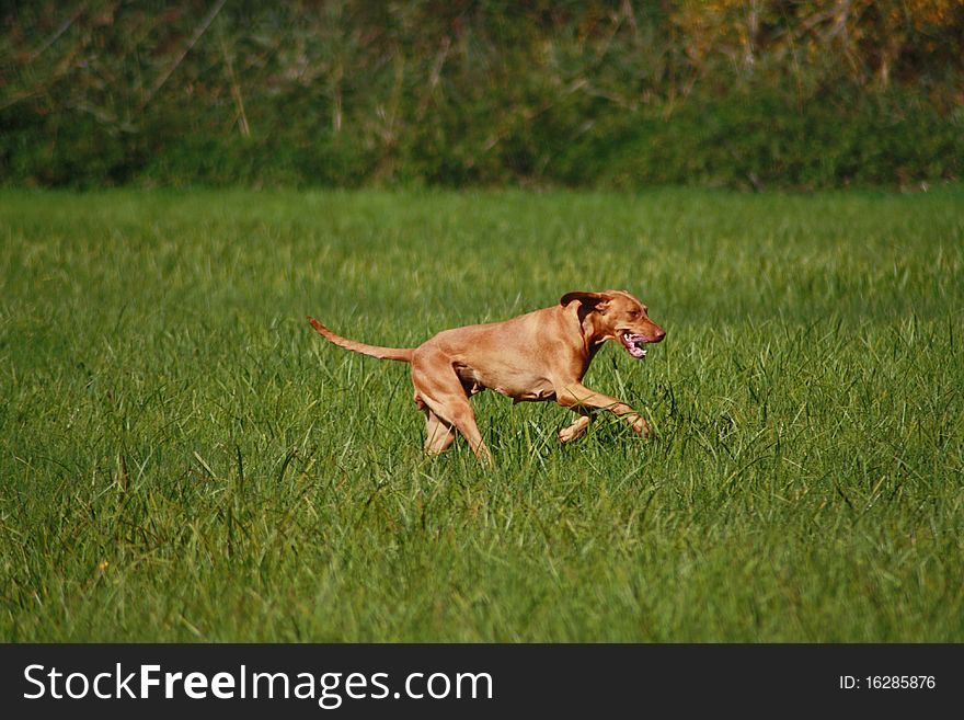 Magyar Vizsla dogs at work