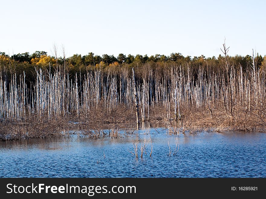 A lake with lifeless tress surrounded by an autumn forest under blue sky. A lake with lifeless tress surrounded by an autumn forest under blue sky