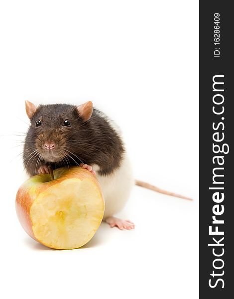 Home rat with yellow apple isolated on white