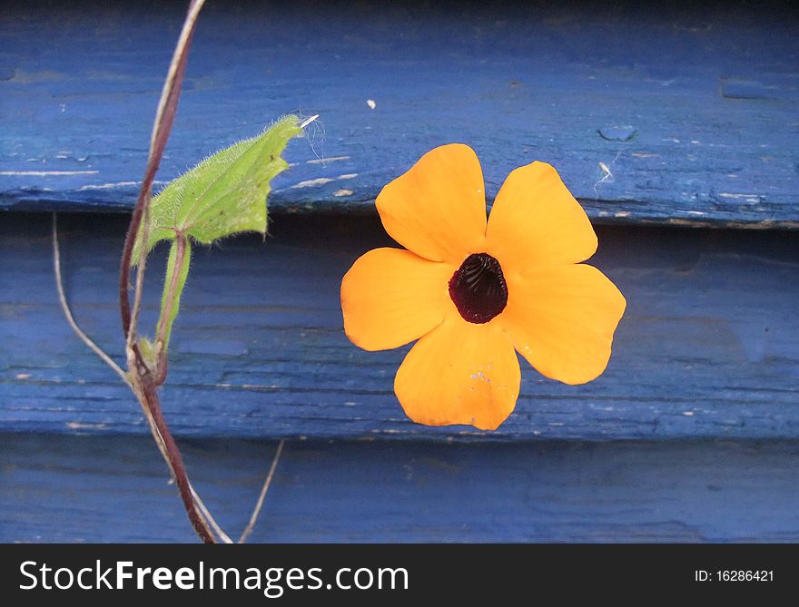 Single black eyed Susan poking out from behind faded blue shutters.