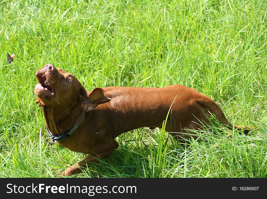 Magyar Vizsla dogs at work