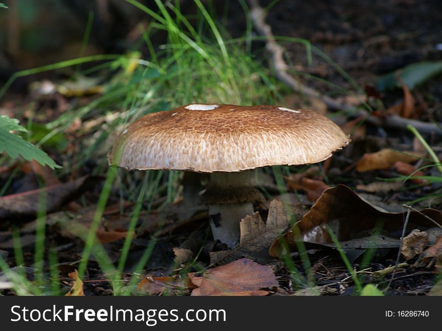 A mushroom in the forrest