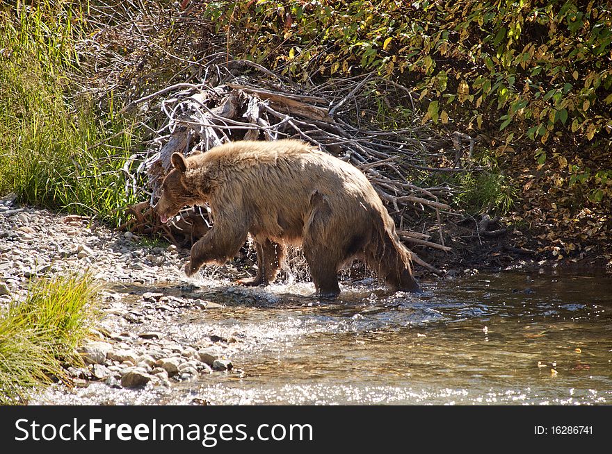 This is an image of a female Blonde Brown Bear. The image was taken Sept 30, 2010 near Tahoe Lake. The cub and his mother were after the spawning salmon. This is an image of a female Blonde Brown Bear. The image was taken Sept 30, 2010 near Tahoe Lake. The cub and his mother were after the spawning salmon.