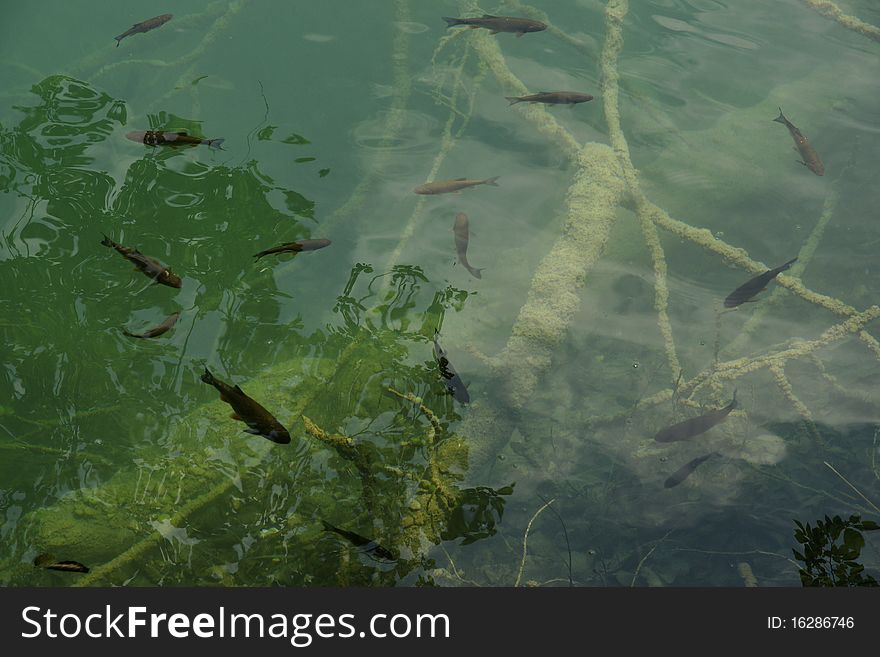 Fish feeding in clean lake water in Plitvica, Croatia. Fish feeding in clean lake water in Plitvica, Croatia