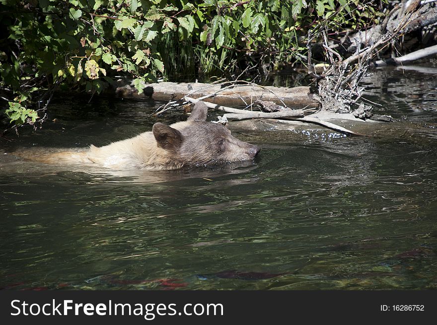 Blonde Brown Bear 2 swimming