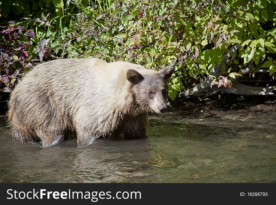 Blonde Brown Bear 9 Swimming Hunting