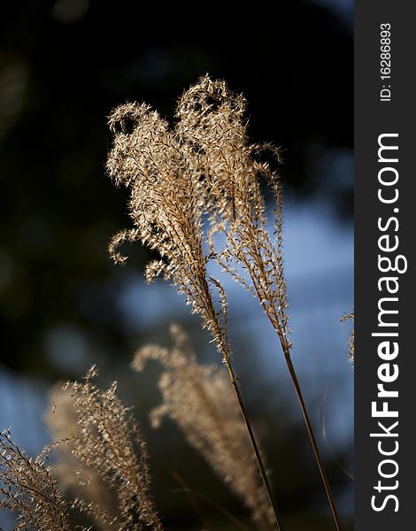 Garden Pampas grass in late afternoon close up in the vertical format with copy space. Garden Pampas grass in late afternoon close up in the vertical format with copy space.