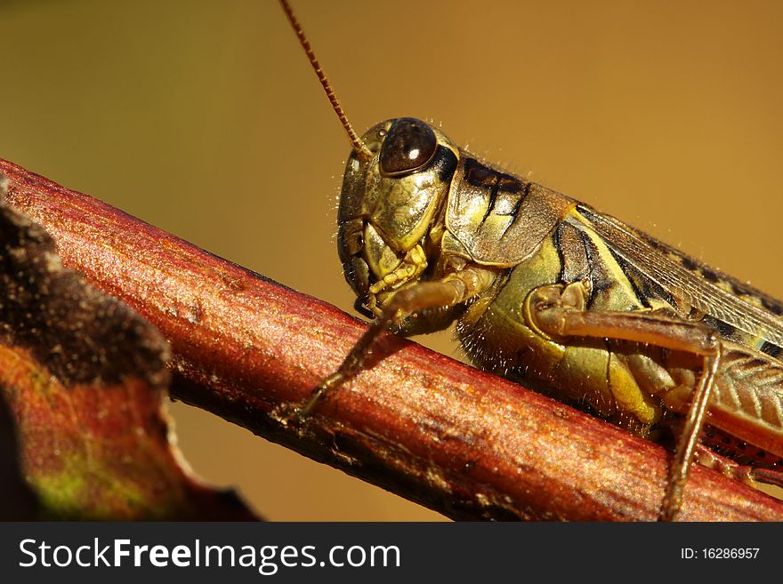Differential grasshopper resting on a log in early autumn