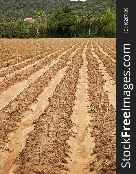 Cassava Field