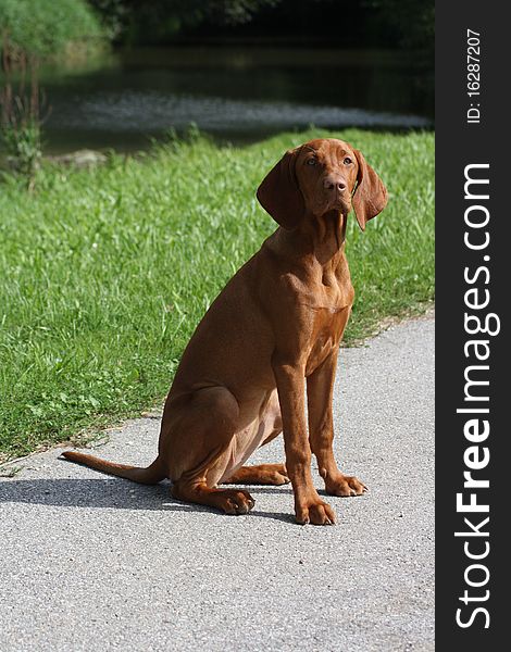 Magyar Vizsla Puppy in the garden