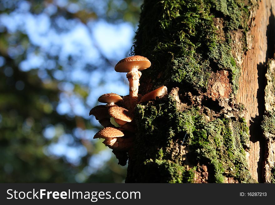 Some mushrooms on a tree. Some mushrooms on a tree