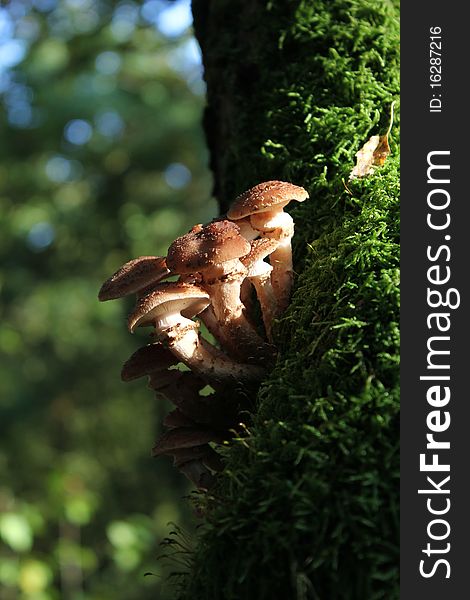 Tree Mushroom 2