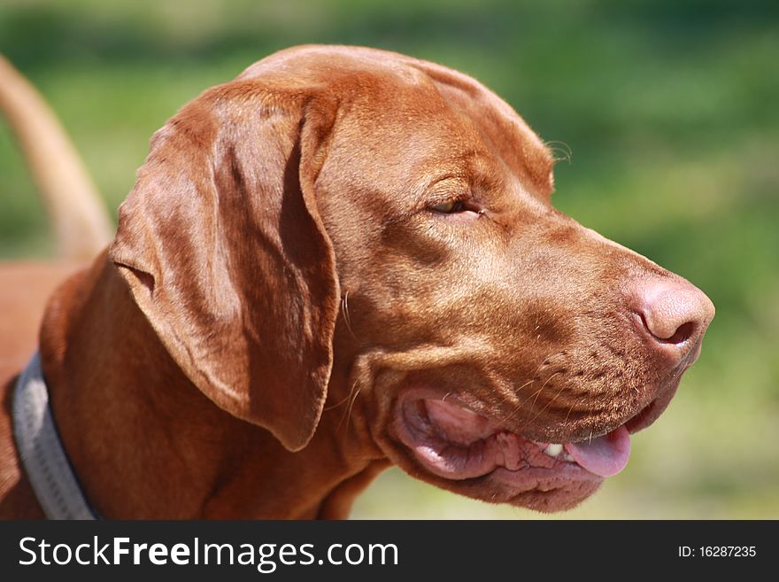 Magyar Vizsla dogs at work