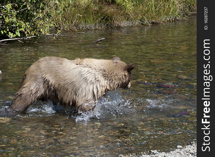 This is an image of a female Blonde Brown Bear. The image was taken Sept 30, 2010 near Tahoe Lake. The cub and his mother were after the spawning salmon. This is an image of a female Blonde Brown Bear. The image was taken Sept 30, 2010 near Tahoe Lake. The cub and his mother were after the spawning salmon.