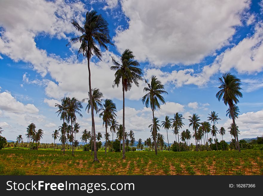 Coconut trees on the cassava field