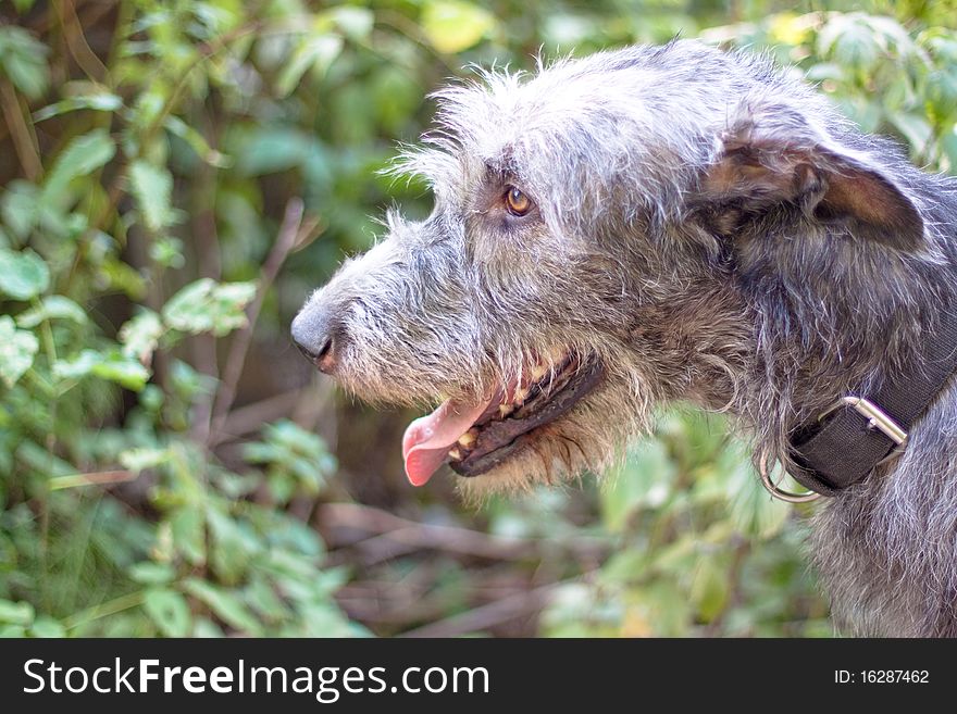 Portrait Of Irish Wolfhound