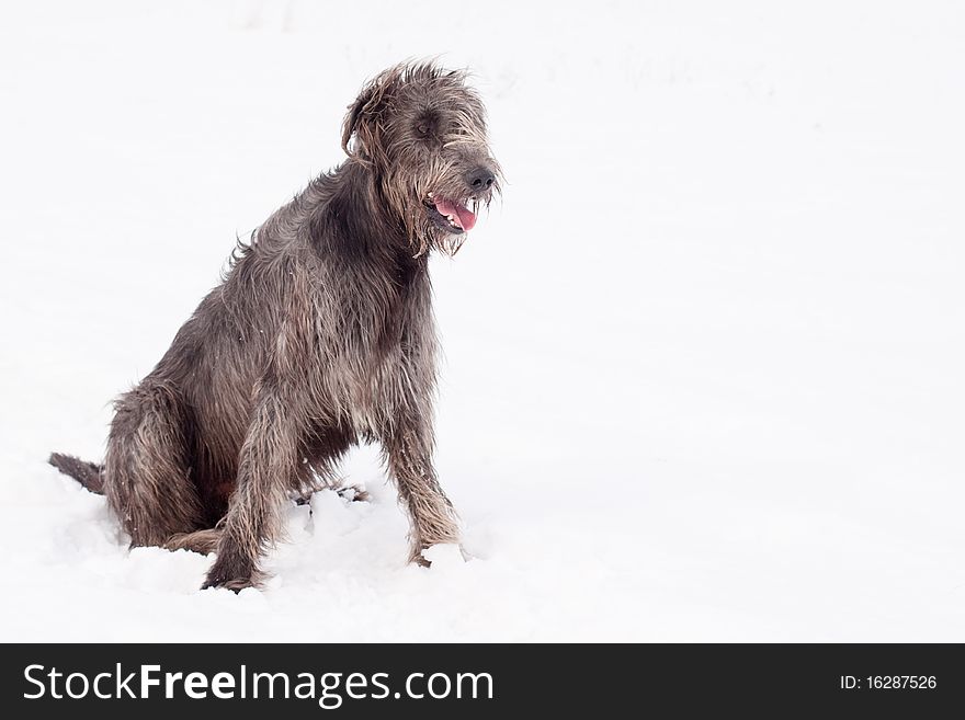 An irish wolfhound sitting on a snow-covered field
