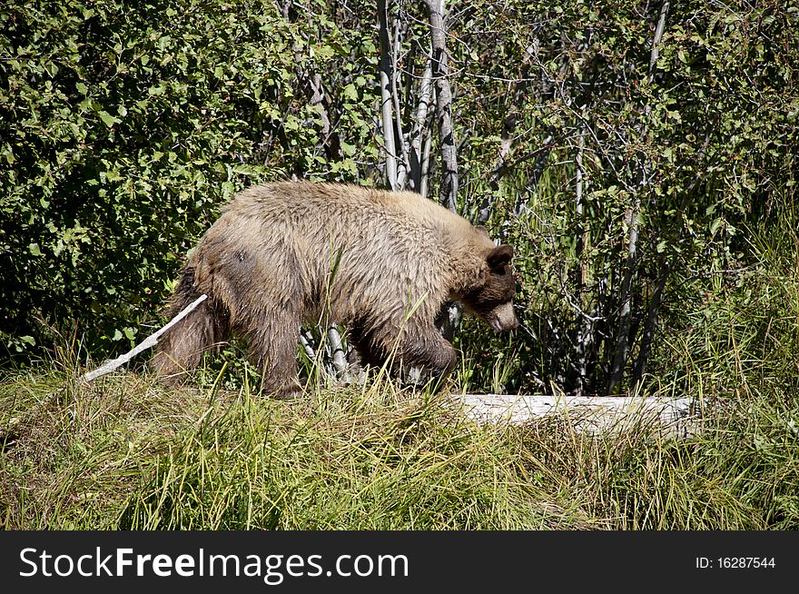 This is an image of a female Blonde Brown Bear. The image was taken Sept 30, 2010 near Tahoe Lake. The cub and his mother were after the spawning salmon. This is an image of a female Blonde Brown Bear. The image was taken Sept 30, 2010 near Tahoe Lake. The cub and his mother were after the spawning salmon.