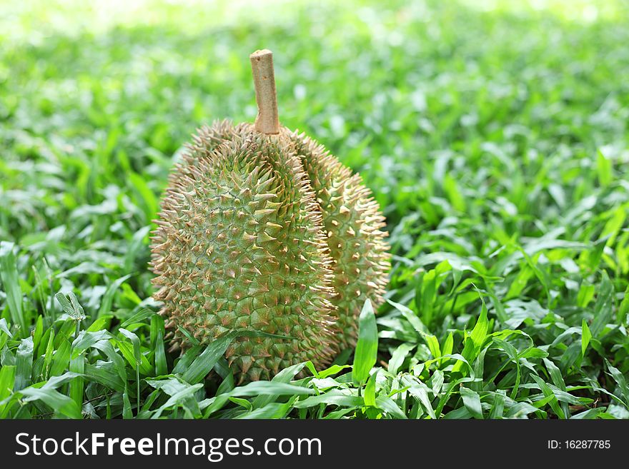 Close up of a durian over green grass background.