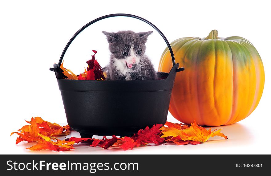 A gray and white kitten meowing ina cauldron full of fall leaves with a pumpkin nearby. Isolated on white. A gray and white kitten meowing ina cauldron full of fall leaves with a pumpkin nearby. Isolated on white.