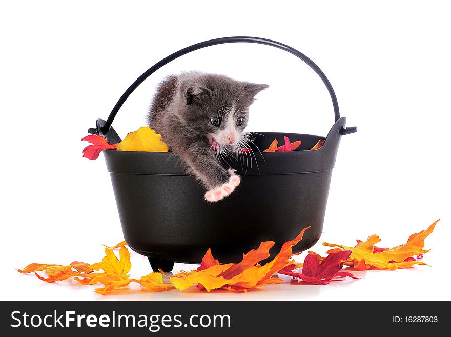 An adorable gray kitty howling from inside a leaf-filled cauldron, streching one paw toward colorful leaves that had fallen on the ground. Isolated on white. An adorable gray kitty howling from inside a leaf-filled cauldron, streching one paw toward colorful leaves that had fallen on the ground. Isolated on white.