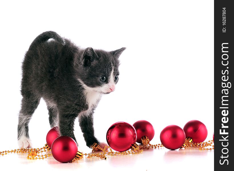 A kitten standing among shiny, red Christmas bulbs.  isolated on white. A kitten standing among shiny, red Christmas bulbs.  isolated on white.