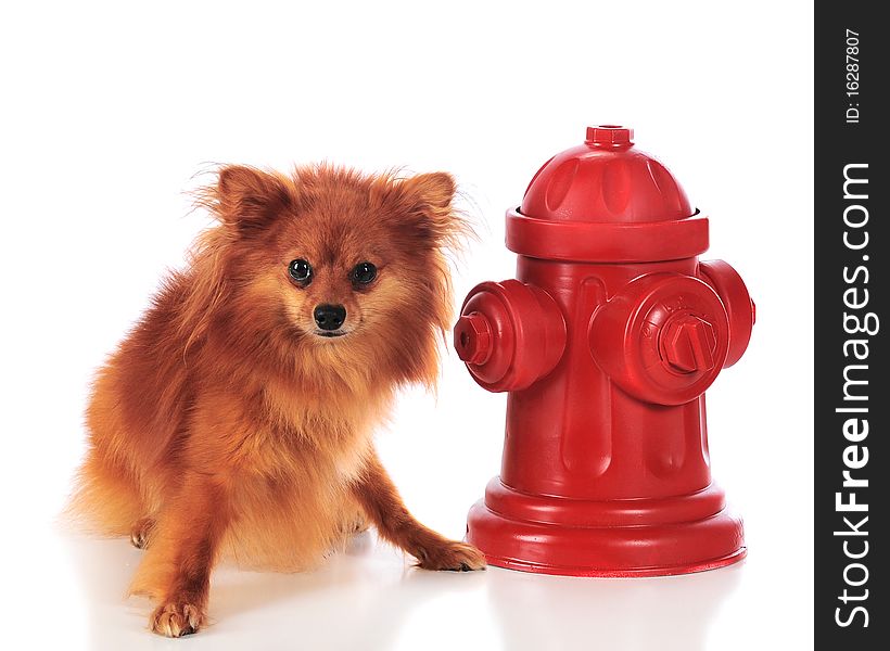 An adorable Pomeranian Puppy looking sheepish by a fire hydrant. Isolated on white. An adorable Pomeranian Puppy looking sheepish by a fire hydrant. Isolated on white.