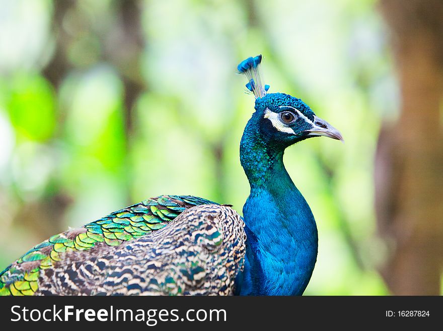 The portrait of a peafowl.