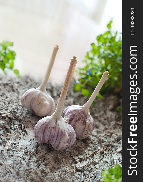 Garlic - a powerful immunostimulatory agent