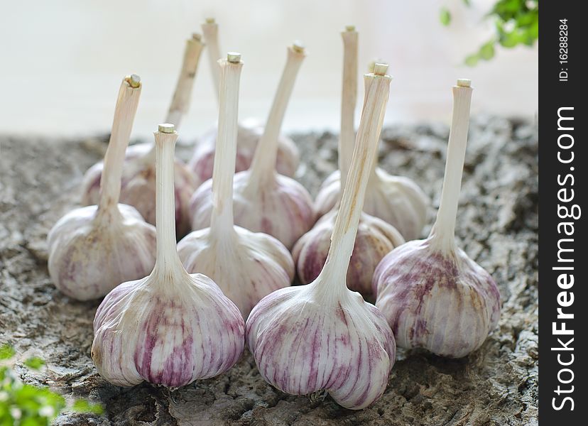 Garlic