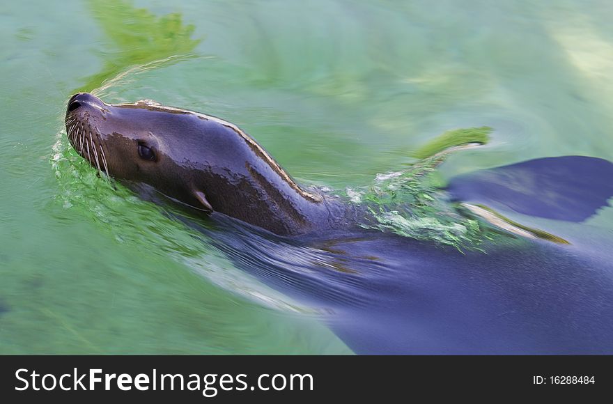 A sea lion swimming in it's habitat.
