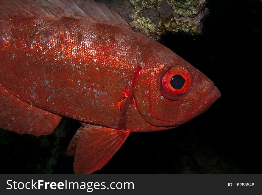 Big eye fish in the red sea