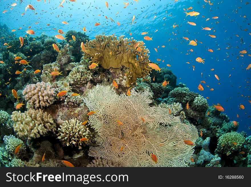 Orange and pink soft coral texture and tropical fish