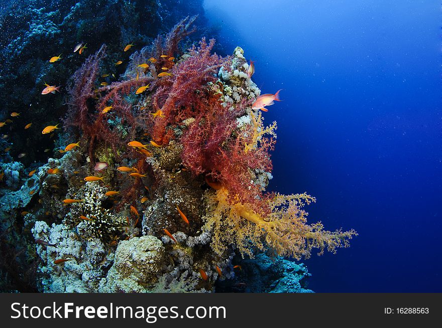 Orange and pink soft coral texture and tropical fish