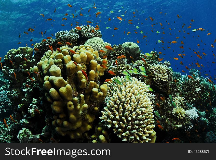 Orange and pink soft coral